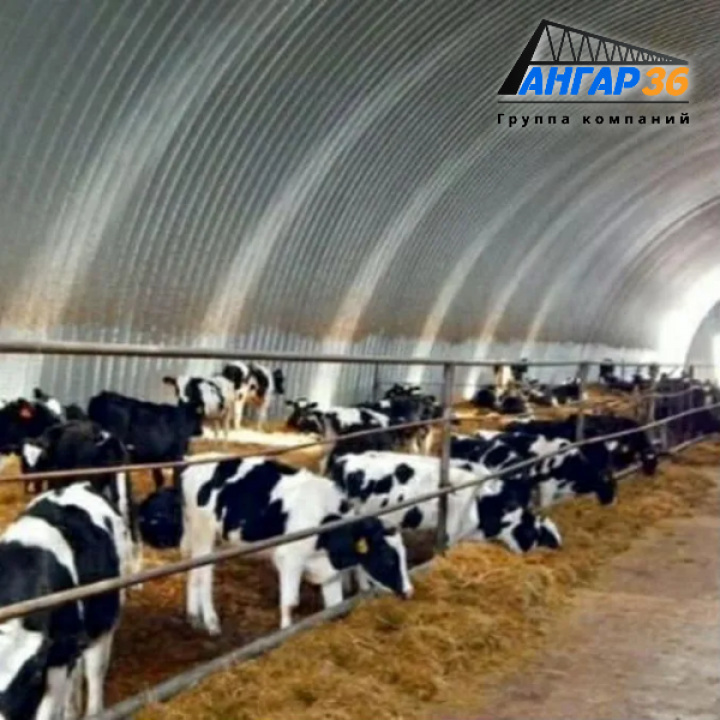 Современное животноводство: выращивание КРС в арочных бескаркасных ангарах в Рязанской области от АНГАР36, ГК "Ангар 36"