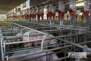 строительство ангара для свиней